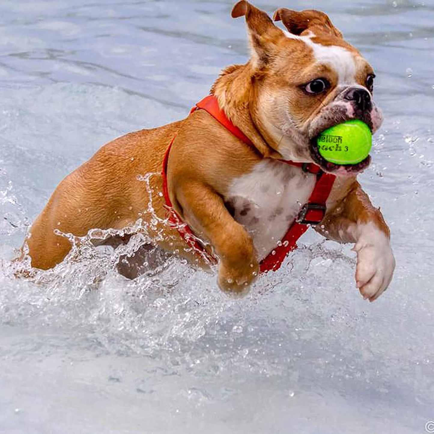 Pressure Training Tennis Balls - Available in 12 or 18 Count with Mesh Carry Bag, Four Color Options - Ideal Pressureless Training Exercise Balls for Beginners